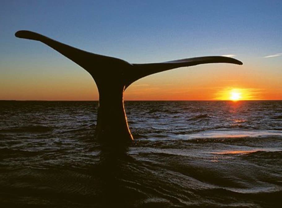 Silhouette of a whale fluke rising from the ocean against a glowing orange sunset.