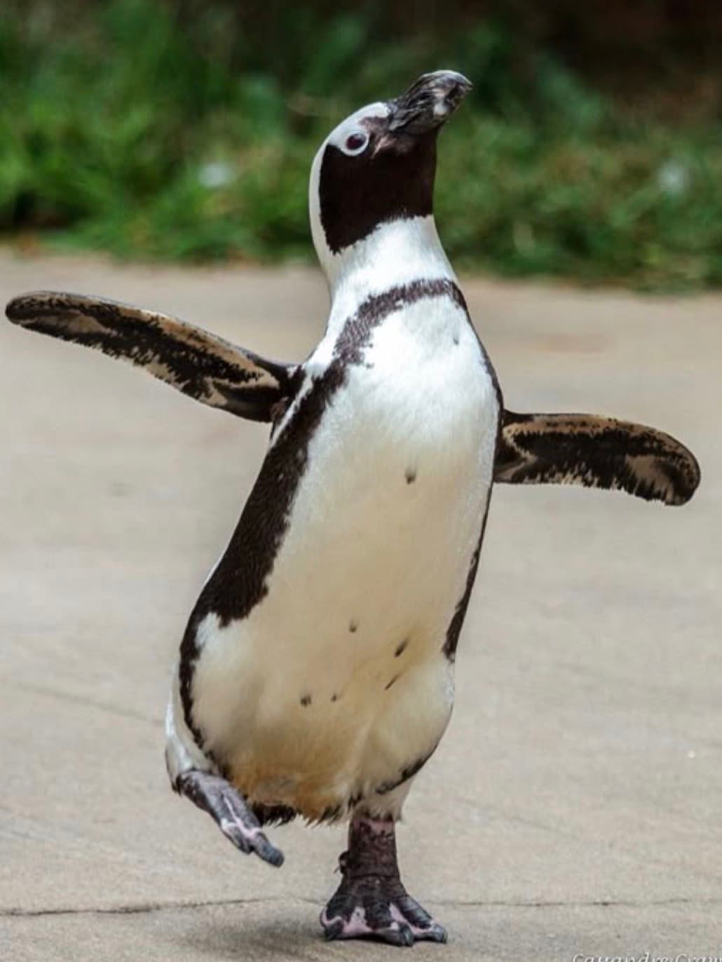 Black and white penguin waddling with wings outstretched and head tilted up on a path.