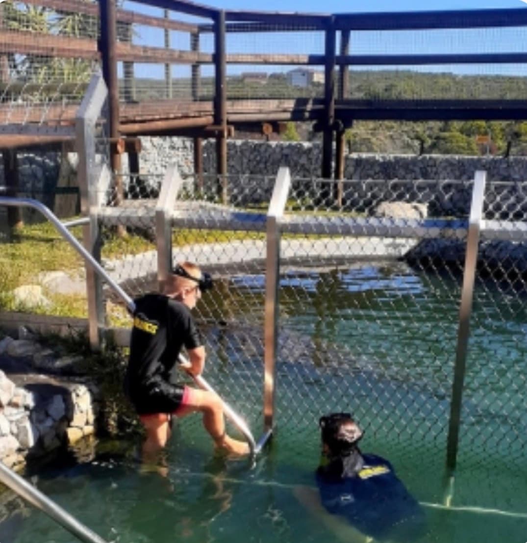 Two people in wetsuits and goggles swim in a fenced-in pool at an outdoor enclosure.